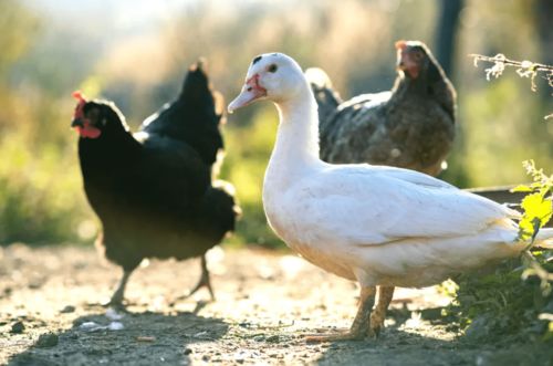 家禽生产商Ingham业绩受疫情影响承压 股价下滑5