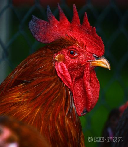 在传统的自由范围家禽农场的公鸡照片-正版商用图片0a46qq-摄图新视界