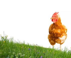 家禽饲料中的AGP替代 建明工业全方位营养