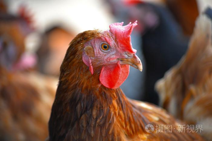 在传统的自由范围家禽农场的鸡只照片-正版商用图片0ezj3j-摄图新视界
