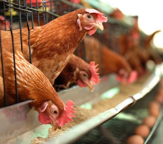 家禽行业疲软饲料价格上涨前三季度圣农发展净利下降796